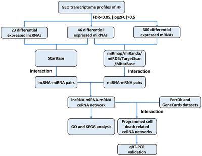 Novel lncRNA-miRNA-mRNA Competing Endogenous RNA Triple Networks Associated Programmed Cell Death in Heart Failure